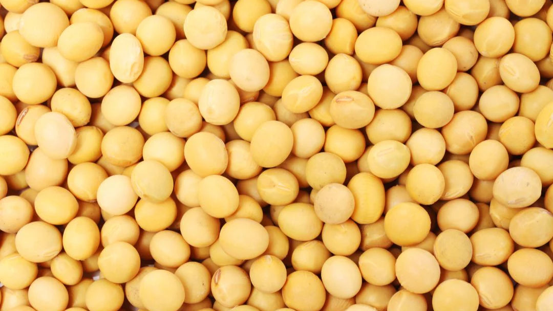 Bean Essence