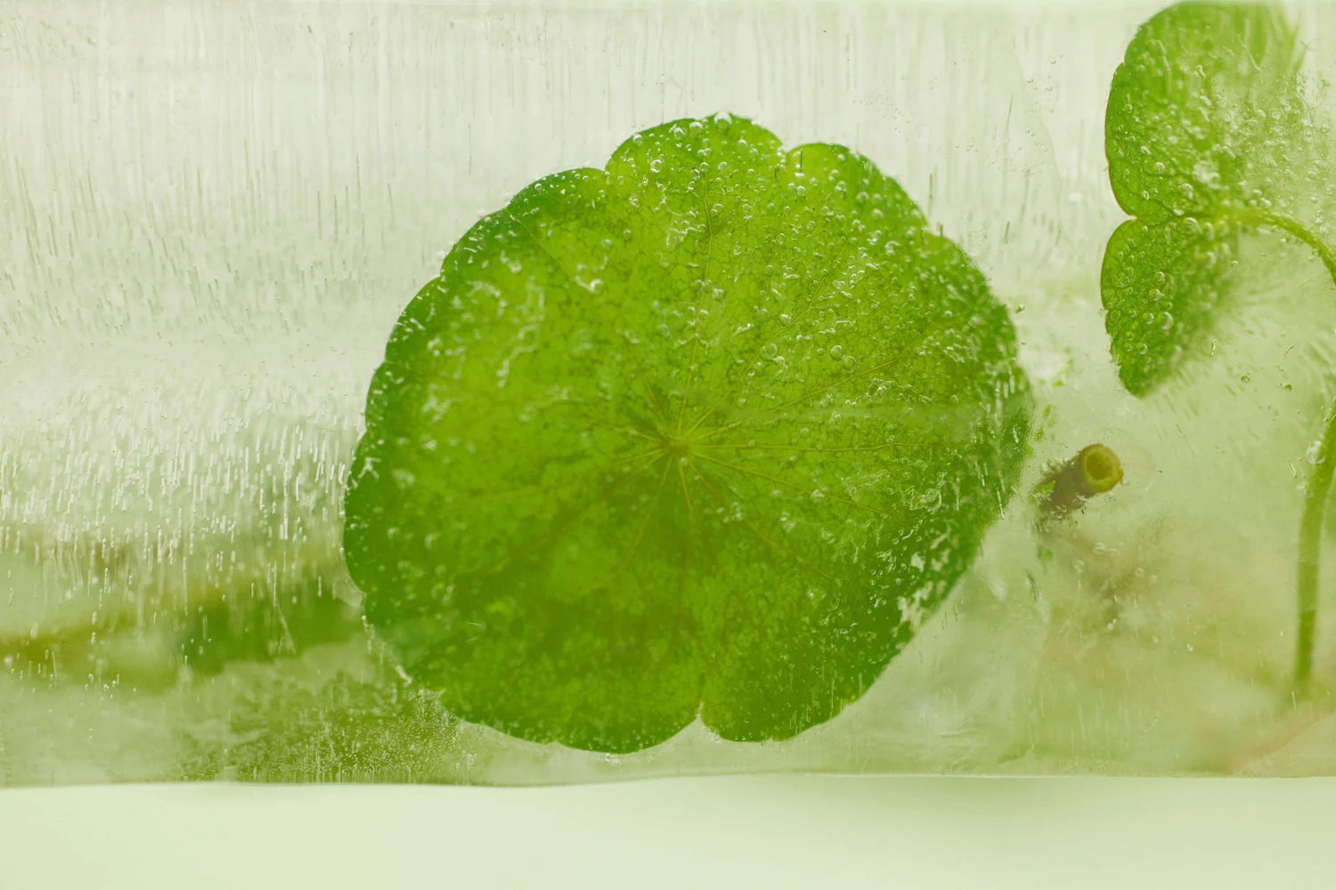 Soondy Centella Asiatica Essence